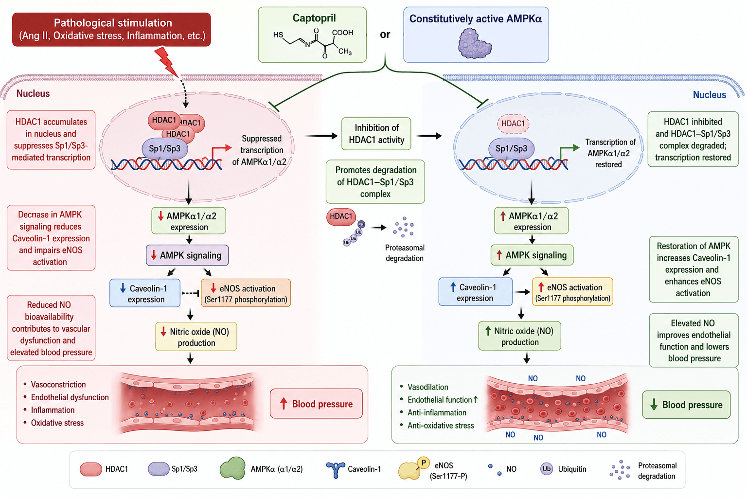 AMPK regulation of blood pressure molecular mechanism diagram